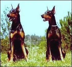 Comment s'appellent les dobbermans de Higgins dans la srie 'Magnum' ?