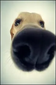 Un chien en bonne sant a une truffe...