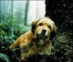 Comment s'appelle ce chien star de cinma et de tlvision ?