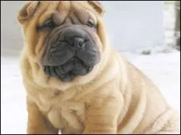 Le shar-pei a une peau ample qui fait des plis. Pourquoi cette caractristique a-t-elle t slectionne il y a 2000 ans (Chine ancienne) ?