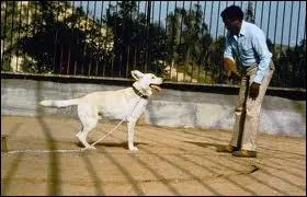 Quelle est la particularit du chien recueilli par Julie dans un film de Samuel Fuller sorti en 1982 ?