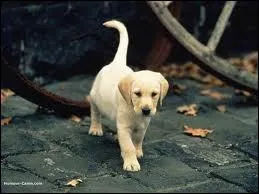 Quelle est cette race de chien ?