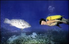 Comment Cousteau surnomme-t-il la mer ?