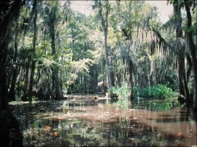 Le titre de cette chanson : ' Jambalaya sur le Bayou' ( l'image). Dans quel Etat amricain trouve-t-on l'un des plus grand bayou ?