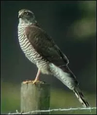 Ce rapace vous donnera le titre d'une chanson d'Hugues Aufray.