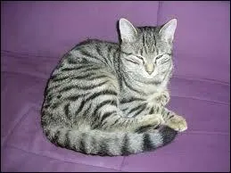 Comment s'appelle cette race ?