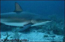 Quel est ce requin ?