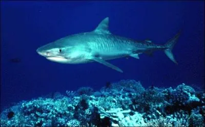 Quel est ce requin ?