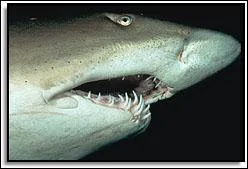 Quel est ce requin ?