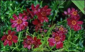 Que voyez-vous sur cette photo ?