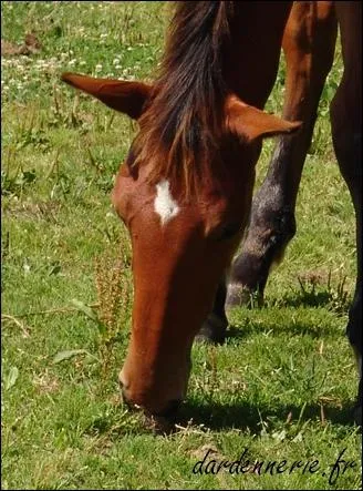 Comment s'appelle cet en-tte ?