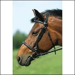 Comment s'appelle cette muserolle ?