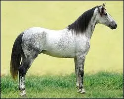 De quelle couleur est ce cheval ?