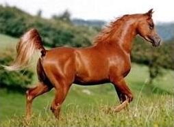 Quiz Chevaux