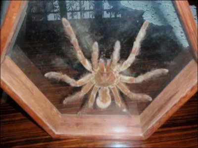 Huit pattes velues, un p'tit cul tout poilu ...