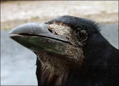 Que fait le corbeau quand il crie ?