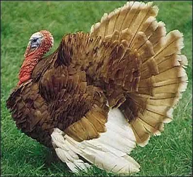 Que fait le dindon quand il crie ?