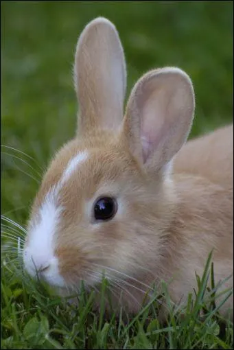 Que fait le lapin quand il crie ?