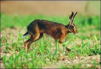 Que fait le livre quand il crie ?