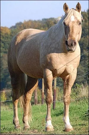 Quelle est la robe de ce cheval ?