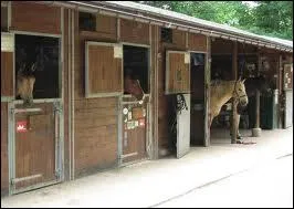 Comment entrer dans un box d'un cheval ?