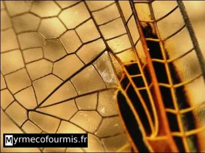 Qu'est-ce que c'est ?