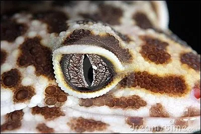 Qu'est-ce que c'est ?