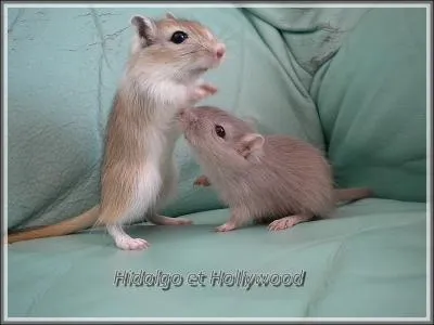 Qu'est-ce que c'est ?