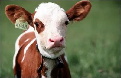 Humoriste franais. Daniel Pr...