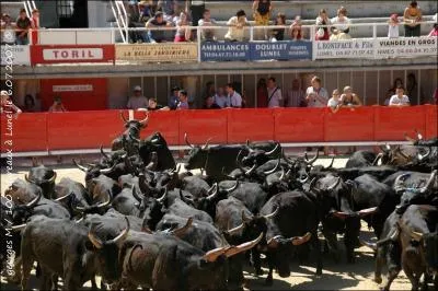 Tennisman Franais. Fabrice...