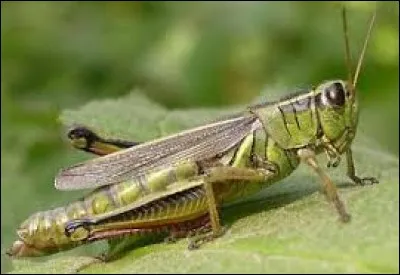 ''------ traversa l'désert ne mangeant que des sauterelles / Ce qui vous explique que jusqu'à sa mort / Elle garda beaucoup d'ressort / (Refrain) : qui li wouat quil li wouat ticatic et chiwouiwoui de aki à''