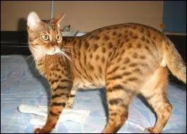 Quel lieutenant au pelage dor� a exprim� une �norme rancoeur en vers le clan du tonnerre apr�s qu'un de leur guerrier � poil long a tu� sans le vouloir un de ses guerrier les plus vaillant ?