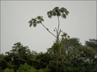 Sur cette photo, prise en Guyane, on peut voir un animal simiesque !