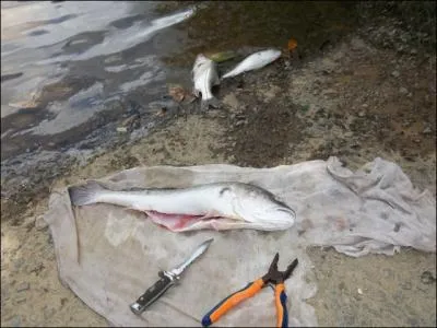 Sur cette photo, d'aprs la thorie de la philosophie naturelle, combien comptez-vous d'lments ?