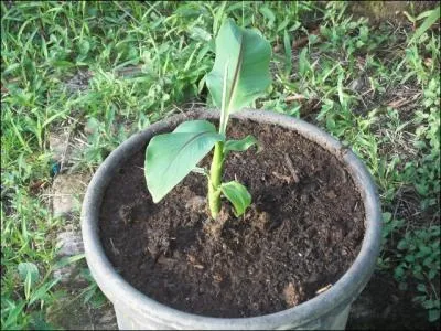 C'est une insulte qui peut vous faire passer pour une banane !