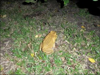 Il n'en a pas l'air, mais il peut tre tout  fait charmant !