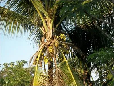 Dans certaines les, c'est une noix qui n'est pas sans fondement !