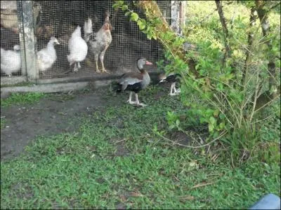 C'est un endroit o il est facile de voler dans les plumes !