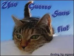 Gurisseur brun clair  poil long qui a aid le Clan du Tonnerre  soigner ses guerriers.