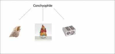 Un conchyophile est un collectionneur de :