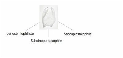 Un collectionneur de sachets plastiques est un :