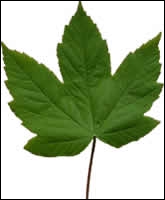 Quizz Les feuilles des arbres - Quiz Arbres, Photos Quizz Les feuilles des arbres - Quiz Arbres, Photos