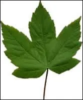 De quel arbre provient cette feuille ?