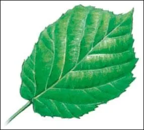 De quel arbre provient cette feuille ?