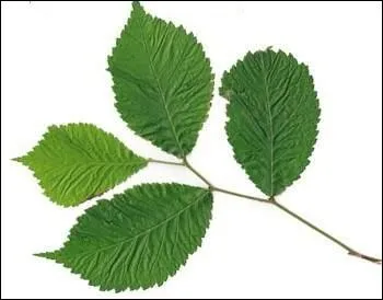 De quel arbre proviennent ces feuilles ?