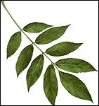 De quel arbre proviennent ces feuilles ?