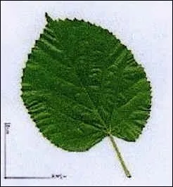 De quel arbre provient cette feuille ?