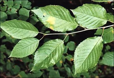 De quel arbre proviennent ces feuilles ?