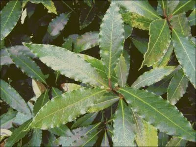 De quel arbuste proviennent ces feuilles ?