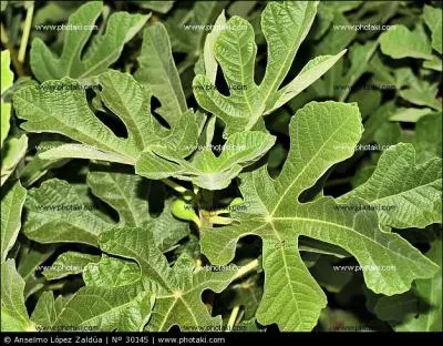 De quel arbre proviennent ces feuilles ?